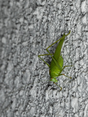 Acrometopa syriaca