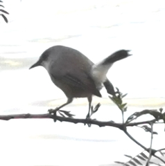 Zosterops mauritianus