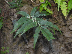 Pteris scabristipes