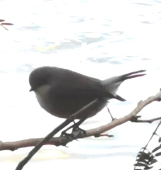 Zosterops mauritianus