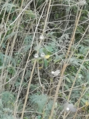 Zosterops mauritianus