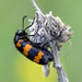 Blister Beetles - Photo (c) Vlad Proklov, some rights reserved (CC BY-NC)