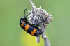 Blister Beetles - Photo (c) Vlad Proklov, some rights reserved (CC BY-NC)