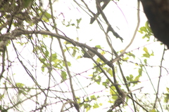 Glaucidium brasilianum