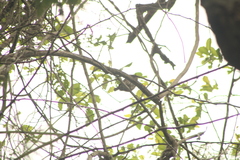 Glaucidium brasilianum