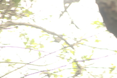 Glaucidium brasilianum