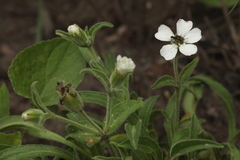 Silene sachalinensis