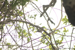 Glaucidium brasilianum