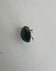 Margarinotus brunneus