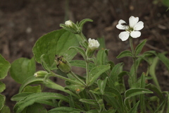 Silene sachalinensis
