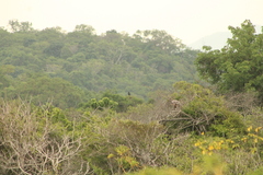 Buteogallus anthracinus
