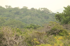Buteogallus anthracinus