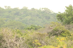 Buteogallus anthracinus