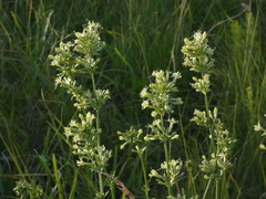 Silene sibirica