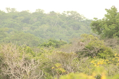 Buteogallus anthracinus