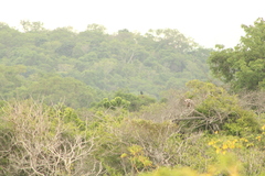 Buteogallus anthracinus