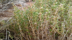 Scleranthus pungens