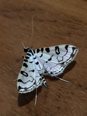 Conchylodes terminipuncta
