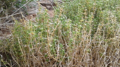 Scleranthus pungens