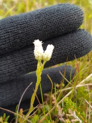 Antennaria alpina