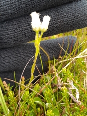 Antennaria alpina