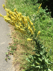 Verbascum speciosum