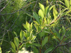 Prunus tenella