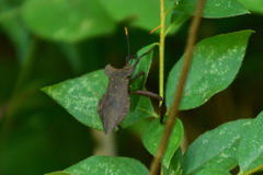 Derepteryx mandarina