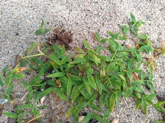 Thuarea involuta