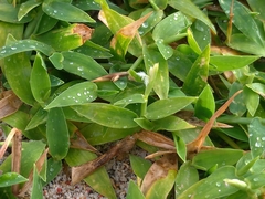 Thuarea involuta