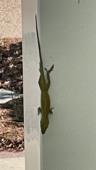 Anolis carolinensis