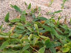 Thuarea involuta