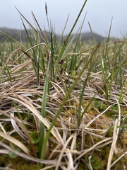 Carex rariflora
