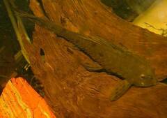 Pineapple Pleco photo 1