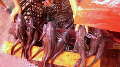 Pineapple Pleco photo 2