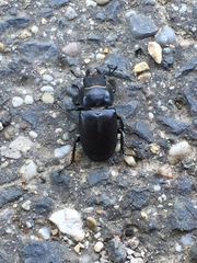 Lucanus cervus