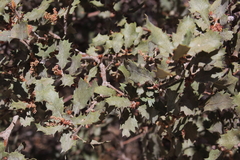 Quercus john-tuckeri