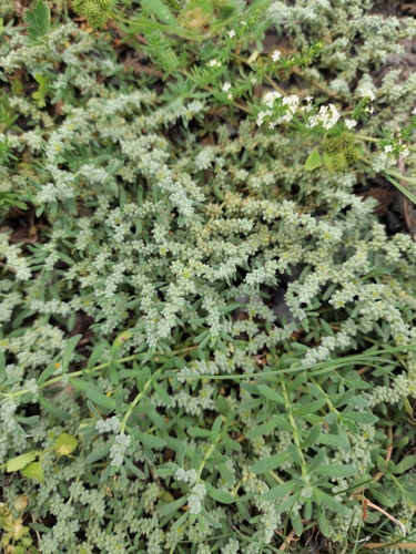 Gray rupturewort (Herniaria incana)