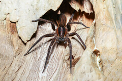 Dolomedes briangreenei
