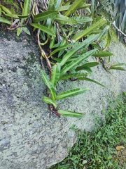 Philodendron crassinervium