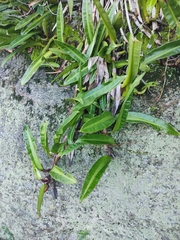 Philodendron crassinervium