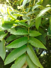 Senna viarum