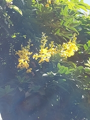 Senna viarum