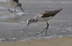 Tringa nebularia