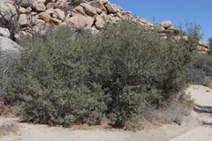 Quercus john-tuckeri