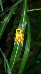 Dendropsophus leucophyllatus