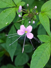 Cleome rosea