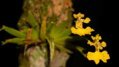 Erycina glossomystax