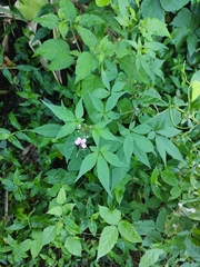 Cleome rosea