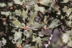Quercus john-tuckeri
